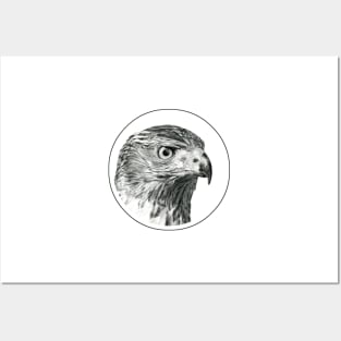 Hawk portrait drawing Posters and Art